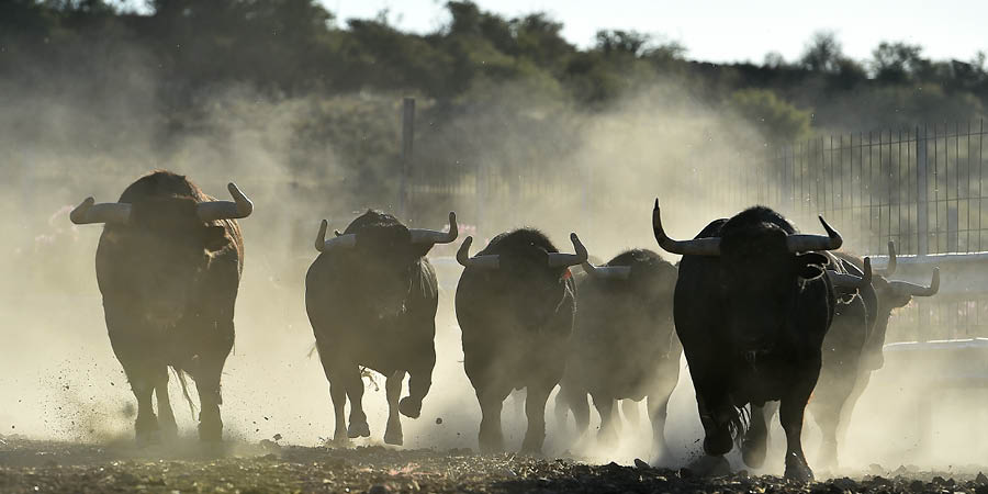Experiencing bull-sorting at a ‘manade’ farm