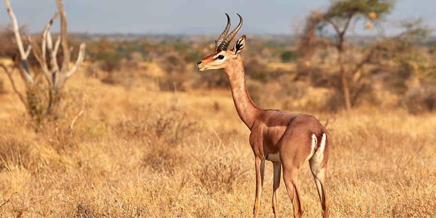 Identifying rare species in Samburu National Reserve