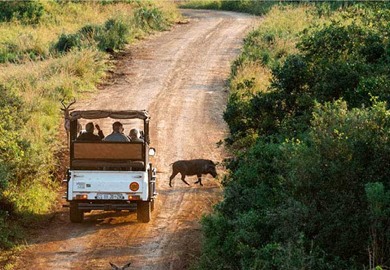 Kenya Game Drive Kenya Game Drive